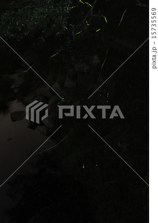 多可町のホタル04 15735569