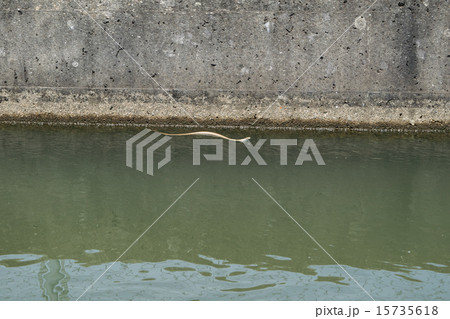 用水路を泳ぐアオダイショウの幼蛇1 用水路を泳ぐアオダイショウの幼蛇1 15735618