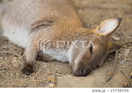 ワラビーの休息 15736450