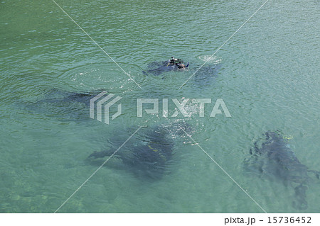 ダイビングイメージ ダイビングイメージ 15736452
