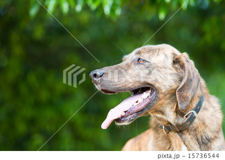 プロットハウンド プロットハウンド 15736544