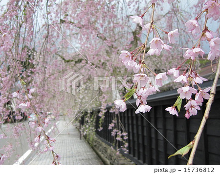 角館・武家屋敷と桜 15736812