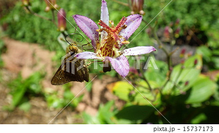 ホトトギスとセセリチョウ ホトトギスとセセリチョウ 15737173