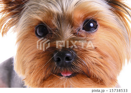 Photo Puppy Yorkshire Terrier. Portrait. Isolated Photo Puppy Yorkshire Terrier. Portrait. Isolated 15738533