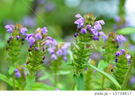 ウツボグサの紫色の花 15738617