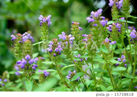 ウツボグサの紫色の花 ウツボグサの紫色の花 15738618