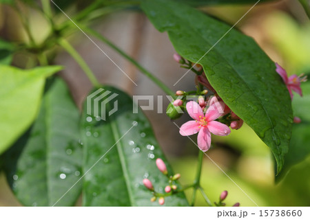 ヤトロファ・インテゲリマの花と雨雫 ヤトロファ・インテゲリマの花と雨雫 15738660