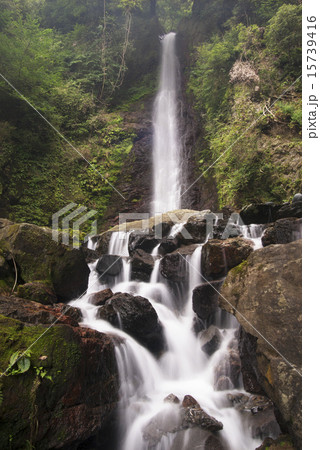 養老の滝 15739416