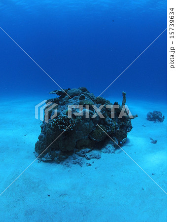 沖縄・西表島の砂地に点在するサンゴ 15739634