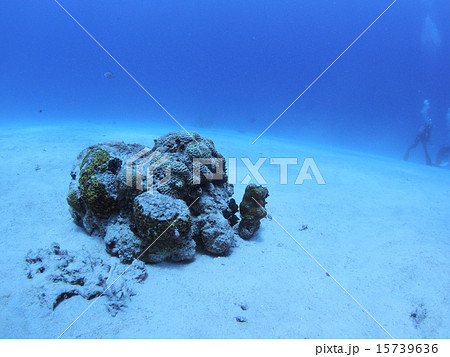 沖縄・西表島の砂地に点在するサンゴ 沖縄・西表島の砂地に点在するサンゴ 15739636