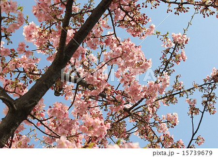 サクラ ヒヨドリ 桜 さかさま サクラ ヒヨドリ 桜 さかさま 15739679