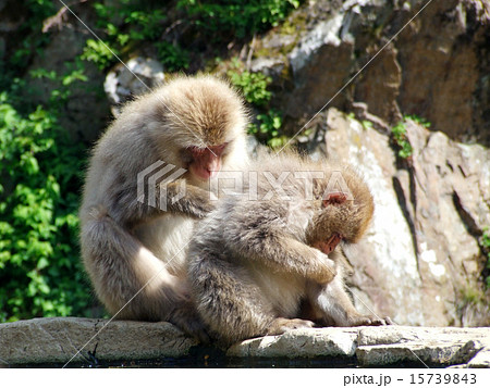 毛づくろいする猿 (ニホンザル) 毛づくろいする猿 (ニホンザル) 15739843
