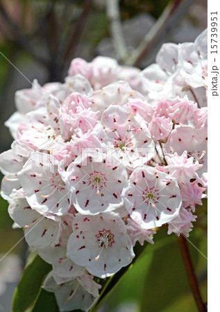 カルミア 15739951