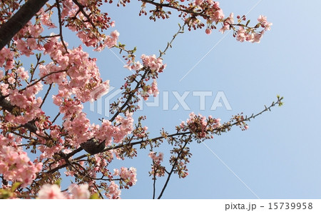 桜 ヒヨドリ 蜜吸い 桜 ヒヨドリ 蜜吸い 15739958