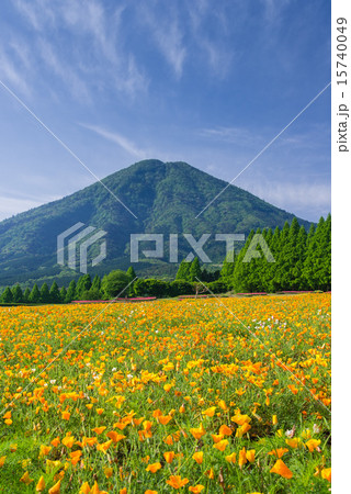 春の生駒高原 15740049