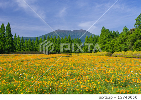 春の生駒高原 15740050