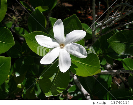 ティアレ ティアレ 15740114