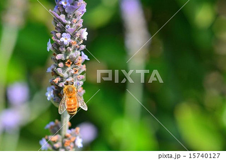 ラベンダーの蜜を吸うミツバチ クローズアップ ラベンダーの蜜を吸うミツバチ クローズアップ 15740127