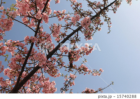 サクラ　桜　ヒヨドリ　桜留まり 15740288