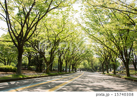 新緑の公園 新緑の公園 15740308
