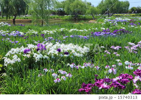 佐原あやめ祭り 佐原あやめ祭り 15740313