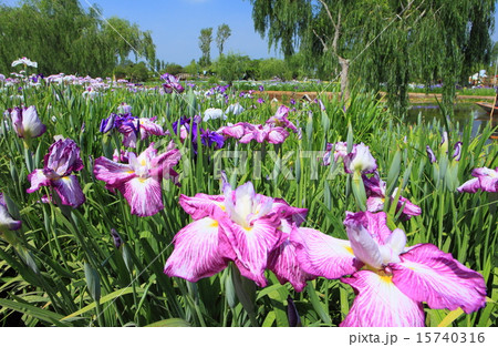 佐原あやめ祭り 佐原あやめ祭り 15740316