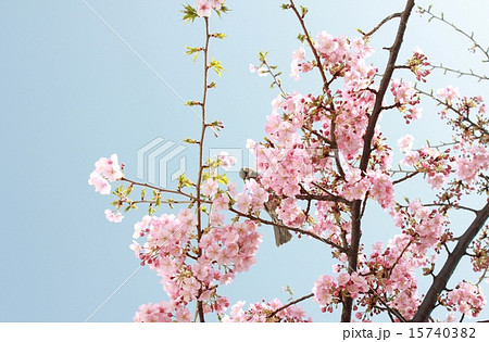 桜 サクラ ヒヨドリ 蜜吸い 桜 サクラ ヒヨドリ 蜜吸い 15740382