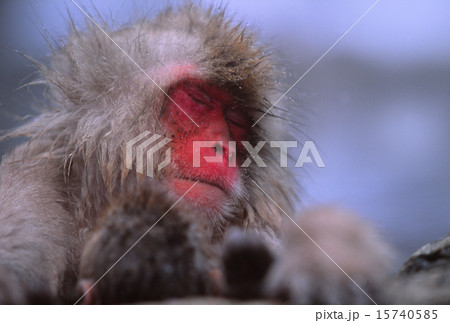 地獄谷野猿公苑　ニホンザル 15740585