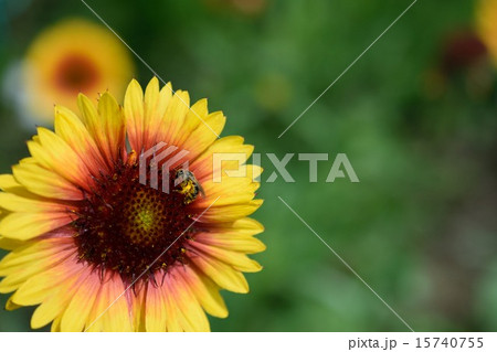 テンニンギク 15740755