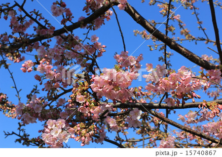桜　五分咲き　青空　 15740867