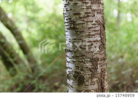 木の幹 縞模様の写真素材