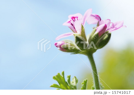 かとりそう かとりそう 15741017