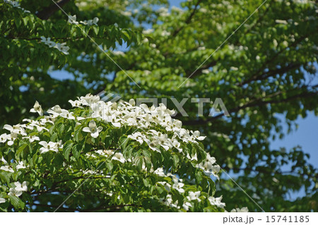 ヤマボウシ ヤマボウシ 15741185