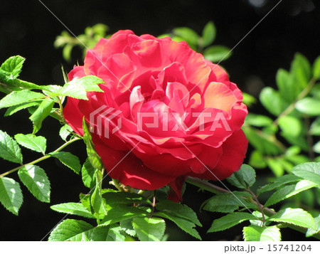 バラの花 15741204