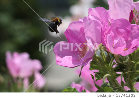 Rose＆Bee 15741205