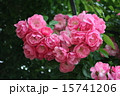 Rose　Heart 15741206