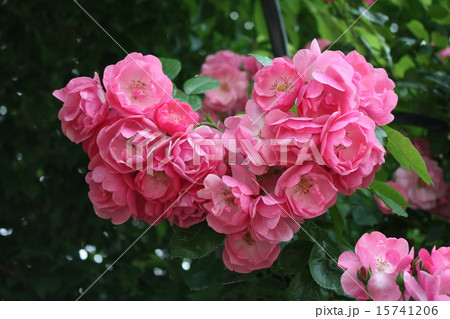 Rose　Heart 15741206