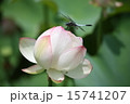 蓮の花　トンボ 15741207