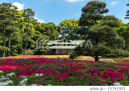 皇居東御苑クルメツツジと諏訪の茶屋 15741932