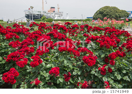山下公園に咲く赤い薔薇 15741949