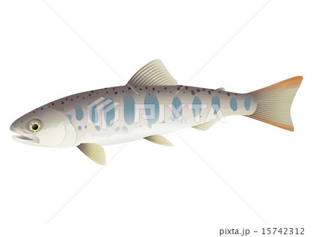 やまめ やまめ 15742312