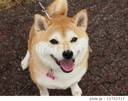 笑顔のマコ 15742317