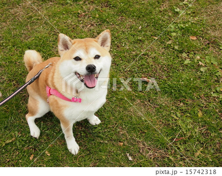 笑顔のマコ 笑顔のマコ 15742318