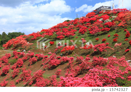 笠間つつじまつり 15742327