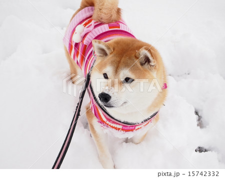 雪遊び 15742332