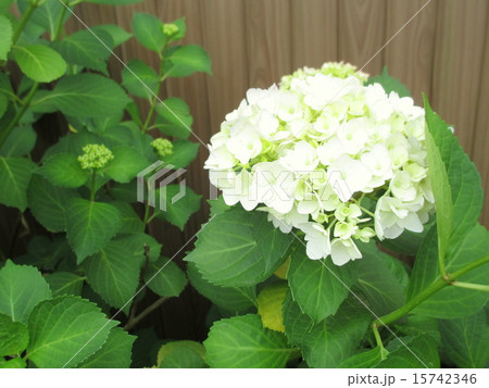 白い紫陽花 15742346