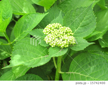 5月の紫陽花 5月の紫陽花 15742400