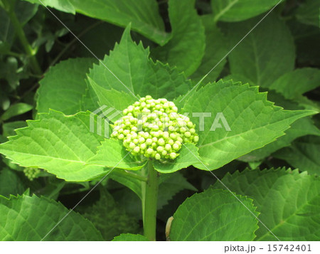 5月の紫陽花 15742401