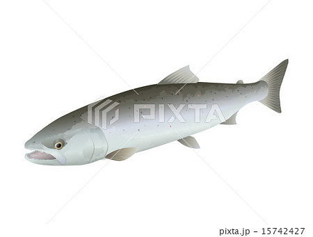 サツキマス 15742427