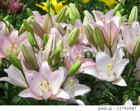 色とりどりのカサブランカ 15742687